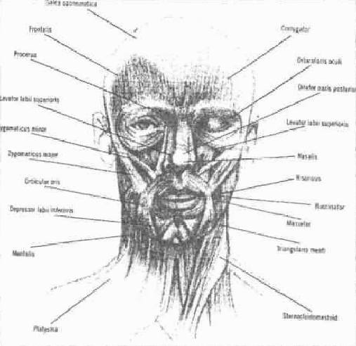 Мышцы головы и лица