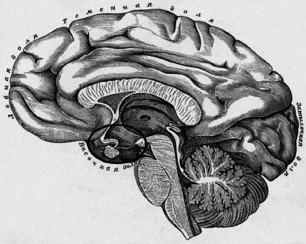 Самый магниточувствительный участок мозга – гипоталамус