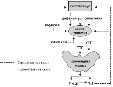 Схема регуляции гипоталамо-гипофизарно-тиреоидной системы